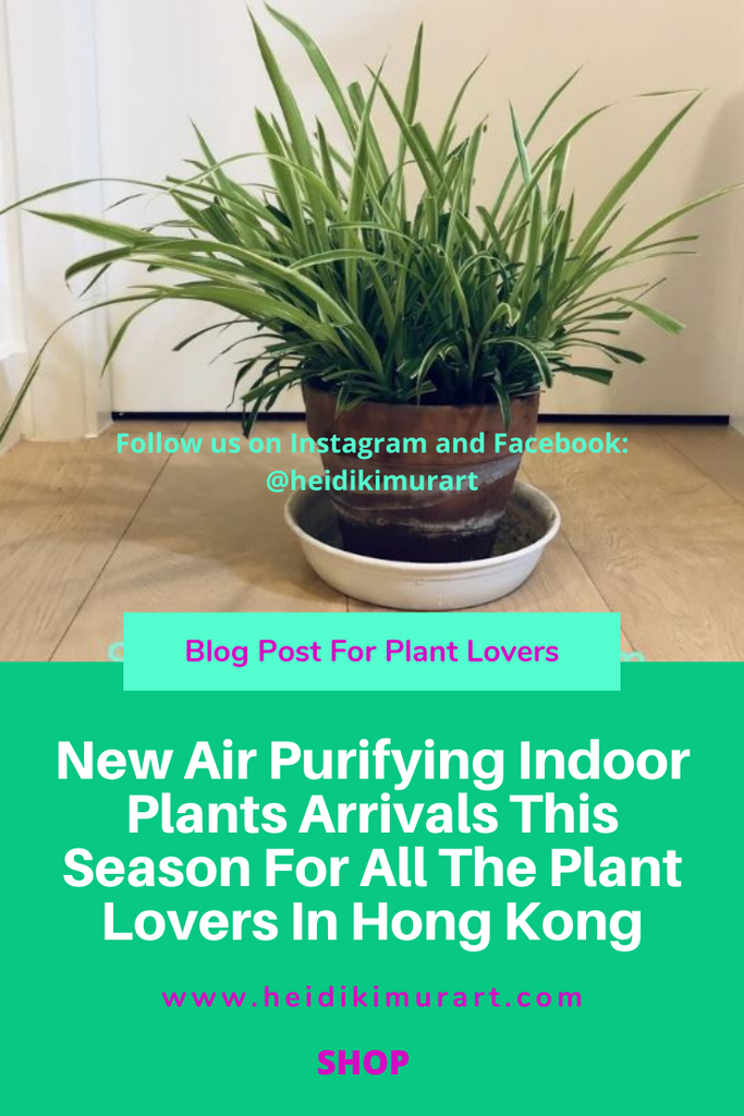 New Air Purifying Indoor Plants Arrivals This Season For All The Plant Lovers In Hong Kong